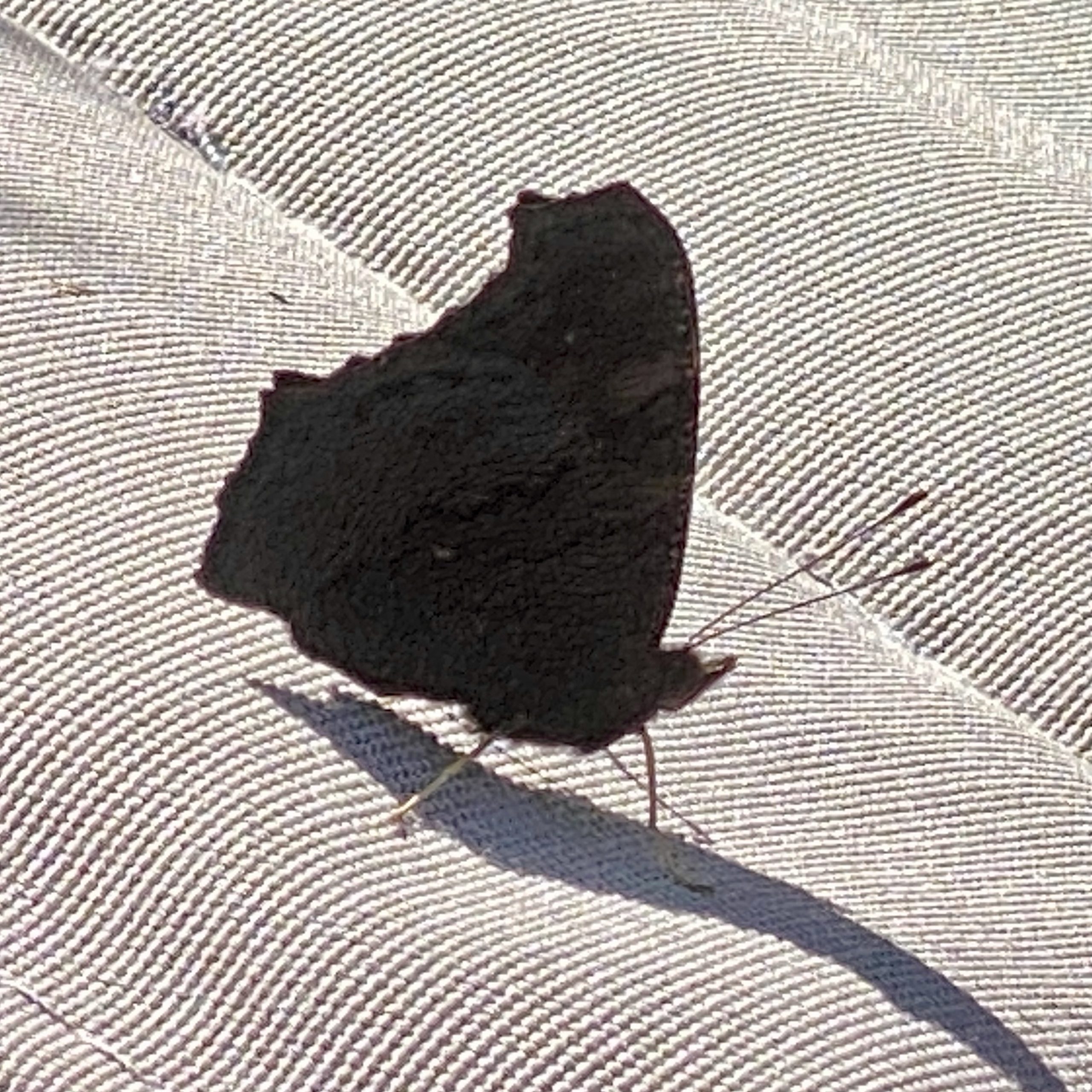 The Butterfly Effect